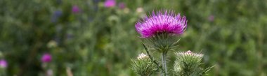 Afiş Thistle tomurcukları ve çiçek bir yaz alanı. Thistle çiçek İskoçya'nın sembolü olduğunu.