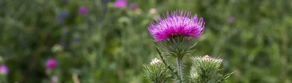 Afiş Thistle tomurcukları ve çiçek bir yaz alanı. Thistle çiçek İskoçya'nın sembolü olduğunu.