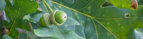 Banner Van Eiken Tak Met Groene Bladeren Eikels Een Zonnige — Stockfoto