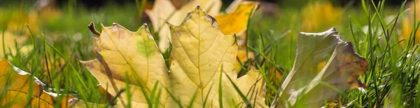 Transparent Żółty Fallen Jesieni Pozostawia Ziemi Patch Świeżej Zielonej Trawie — Zdjęcie stockowe