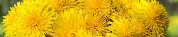 自然背景下的球形状的黄色蒲公英的美丽花束横幅 — 图库照片