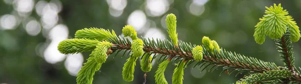 Banner of young branches of living trees — Stock Photo, Image