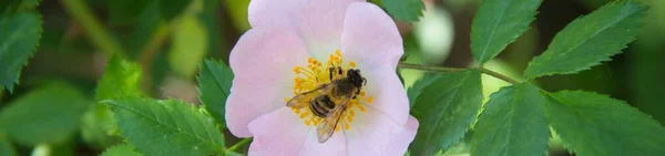 Банер Бджола на квітка шипшини — стокове фото