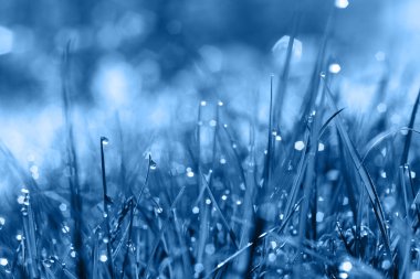 Klasik mavi renkli çayır yeşili çimenler. Geçmişi. 2020 Yılı Rengi.