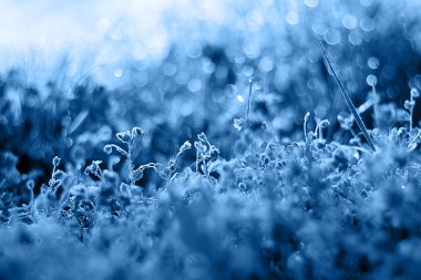 Klasik mavi renkli çiçekli çimin üzerindeki sabah çiği. Geçmişi. 2020 Yılı Rengi.