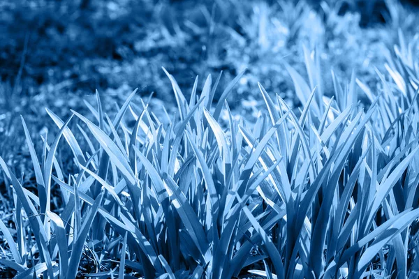 Grama verde prado selvagem em azul clássico cor da moda. antecedentes. Cor do ano 2020 . — Fotografia de Stock