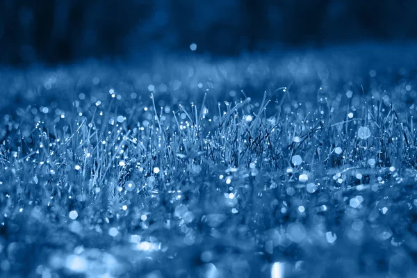 Gotas de rocío en una hierba verde fresca en el clásico color azul de moda. fondo. Color del año 2020 . — Foto de Stock