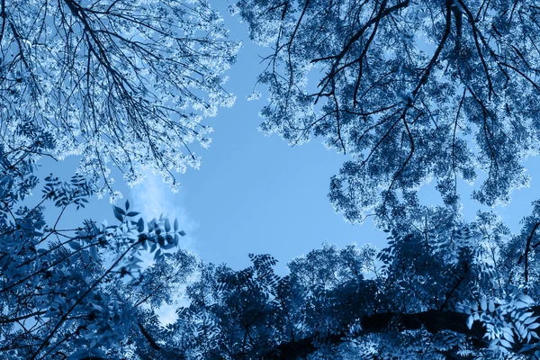 Pohon hijau terlihat dari bawah dalam warna trendi biru klasik. latar belakang. Warna tahun 2020 . — Stok Foto