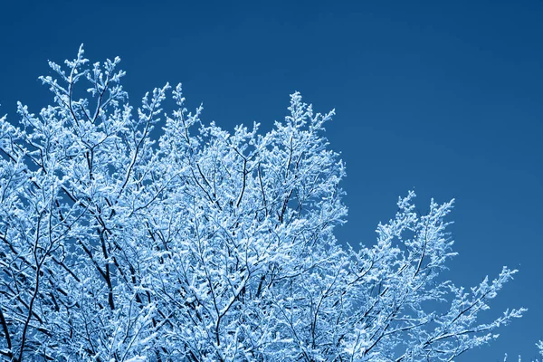 Winterhintergrund, Brunches im Schnee am blauen Himmel in klassisch blauer Trendfarbe. Farbe des Jahres 2020. — Stockfoto