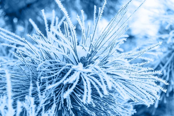 Nadelzweige mit Raureif in klassischer blauer Trendfarbe bedeckt. Hintergrund. Farbe des Jahres 2020. — Stockfoto