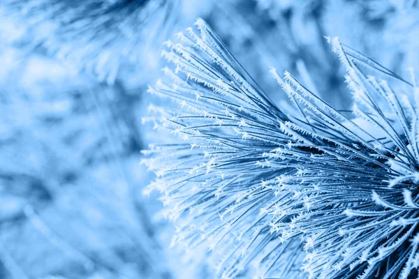 Ramas de coníferas cubiertas de escarcha en color azul clásico de moda. fondo. Color del año 2020 . — Foto de Stock