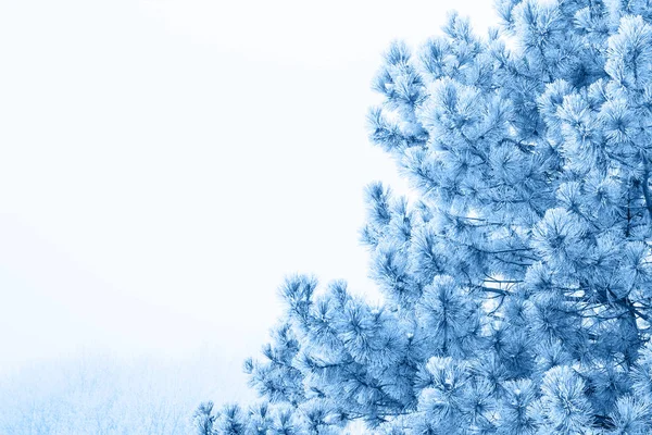 Natural background with pine branches in the frost in classic blue trendy color. Color of the year 2020. — ストック写真