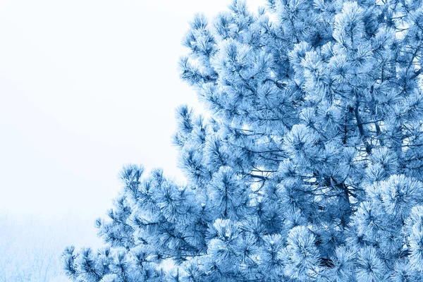 Natural background with pine branches in the frost in classic blue trendy color. Color of the year 2020. — Stock Photo, Image