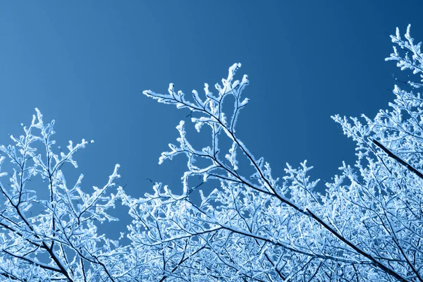 Zimowe tło, brunche w śniegu na błękitnym niebie w klasycznym niebieskim modnym kolorze. Kolor roku 2020. — Zdjęcie stockowe