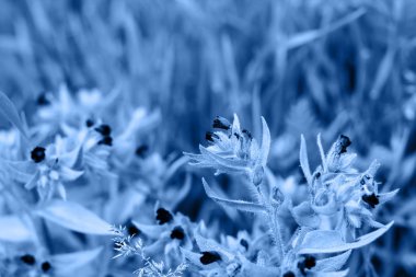 Büyük arı sineği bombylius büyük polen saçan nonea monkswort, rossica çiçeği 2020 'nin klasik mavi moda rengi.