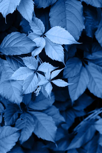 Uvas selvagens. Folhas de uvas silvestres, fundo em azul clássico cor da moda. Cor do ano 2020 . — Fotografia de Stock