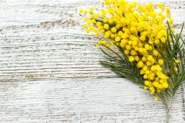 Beyaz ahşap arka planda, kopyalanmış sarı bahar çiçekleri mimozası dalı