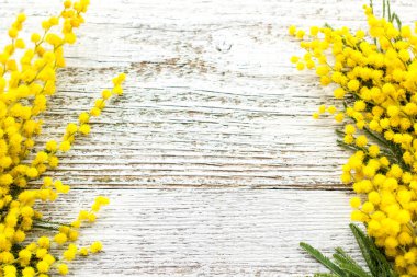Beyaz ahşap arka planda, kopyalanmış sarı bahar çiçekleri mimozası dalı