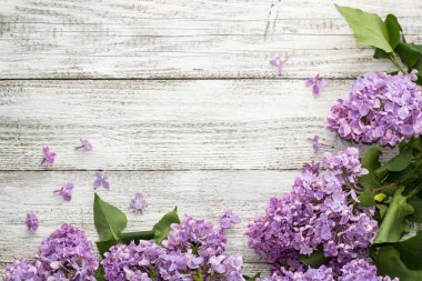 Beyaz ahşap arka planda açan bahar leylağı çiçekleri.