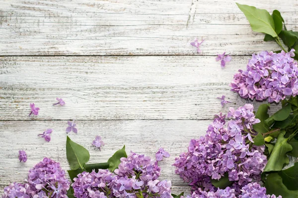Beyaz ahşap arka planda açan bahar leylağı çiçekleri.