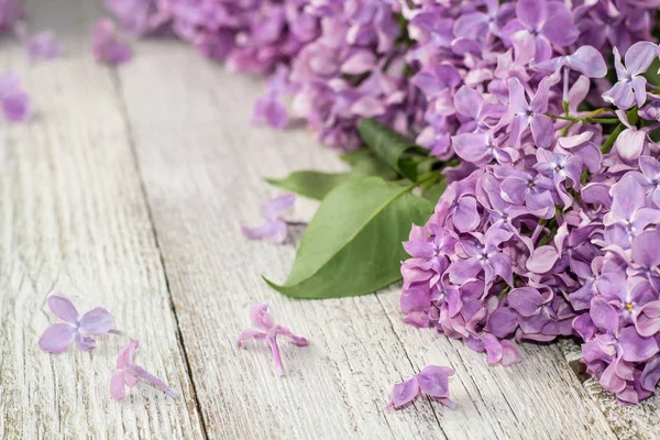 Bloeiende lente lila bloemen op een witte houten achtergrond — Stockfoto