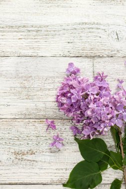 Beyaz ahşap arka planda açan bahar leylağı çiçekleri.