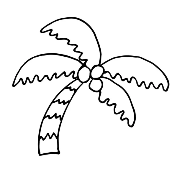 Palm Stromu Barvu Vektorové Rukou Nakreslené Doodle — Stockový vektor