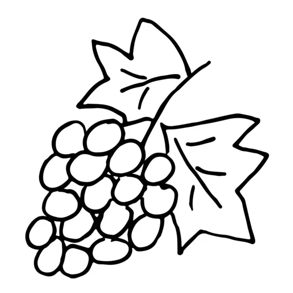 Ilustración Las Uvas Dibujos Animados Mano Aislada — Archivo Imágenes Vectoriales