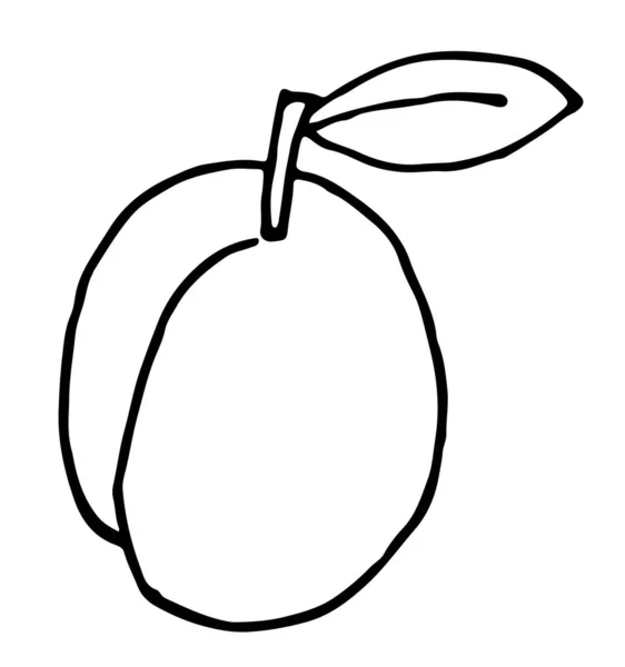 Aprikose Isoliertes Vektorsymbol Frucht Auf Zweig Mit Blatt Aprikosenlogo — Stockvektor