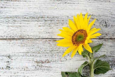Beyaz ahşap masa üzerinde tek sarı sonbahar ayçiçeği ve kopya alanı