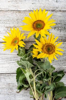 Sonbahar arkaplanı beyaz tahta üzerinde sarı ayçiçekleri ile kopyalama alanı ile