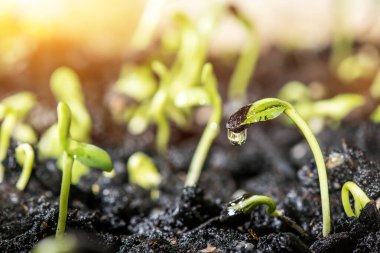 Bitki ve ağaçtan yeni doğmuş. Büyüme ve taze doğa.