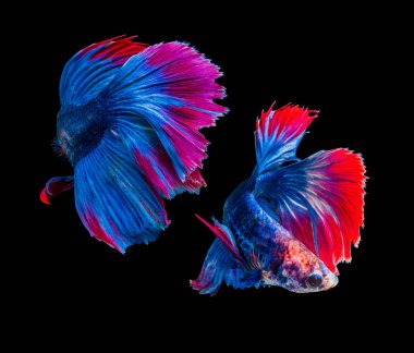 Siyam betta balığı ya da dumbo betta dövüşen balığı görkemlendirir. Siyah beyaz arka planda izole edilmiş. Pla-kad Thai veya büyük kulakbalığı.