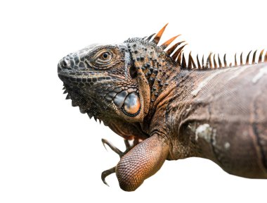 İzole edilmiş beyaz arkaplanda kırpma yolu ile bukalemun kertenkelesi