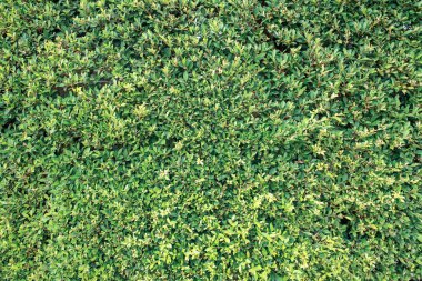 Bahçede bitki ve ağaç var. Arkaplan ve doğal duvar kağıdı bırakır