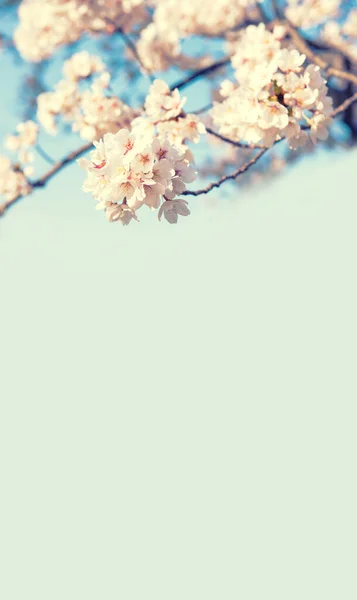 Drzewo Sakura Japonii Kwitnący Kwiat Wiśni Ogrodzie Wiosnę — Zdjęcie stockowe