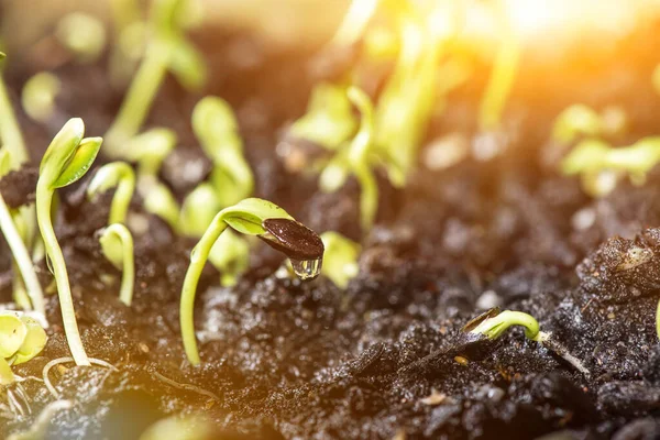 Recém Nascido Planta Árvore Crescimento Natureza Fresca — Fotografia de Stock