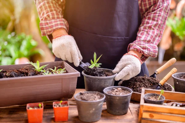 Kertész Ülteti Fát Fel Otthon Kertészkedés Természet Környezet Hobbi Pihenés — Stock Fotó