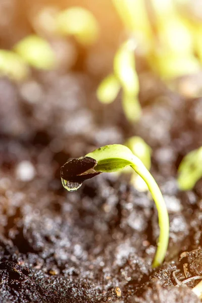 Pasgeboren Uit Plant Boom Groei Frisse Natuur — Stockfoto