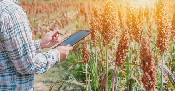 Çiftçi Tarladaki Tarım Ürünlerinin Kalitesini Kontrol Etmek Için Tablet Kullanıyor — Stok fotoğraf