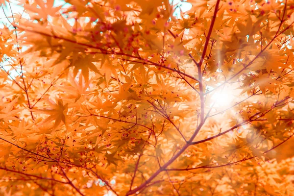 Plante Arbre Dans Jardin Feuilles Fond Fond Écran Naturel — Photo