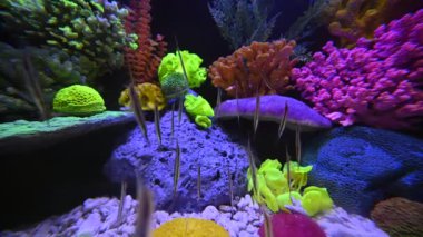 Asya 'daki su altı dünyası olarak balık ve bitkilerle dolu güzel bir akvaryumun yakın çekim görüntüleri.