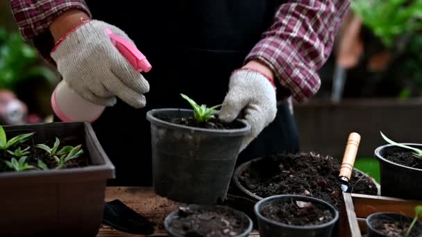 盆栽园艺师浇灌植物的特写镜头 — 图库视频影像