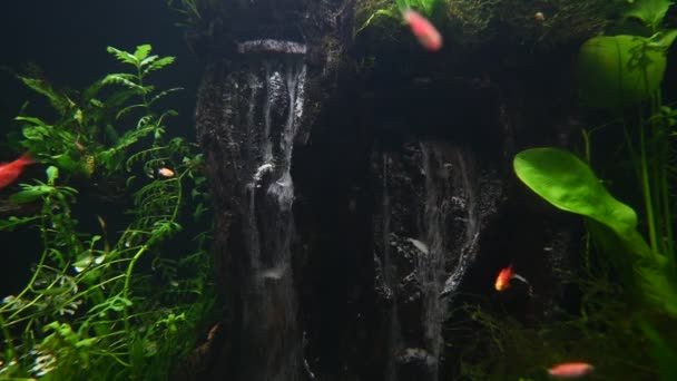 Nahaufnahme Eines Wunderschönen Aquariums Mit Fischen Und Pflanzen Als Unterwasserwelt — Stockvideo