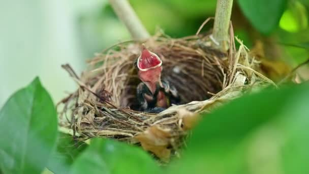 Close Imagens Pássaro Recém Nascido Espera Mamãe Alimentando Ninho — Vídeo de Stock