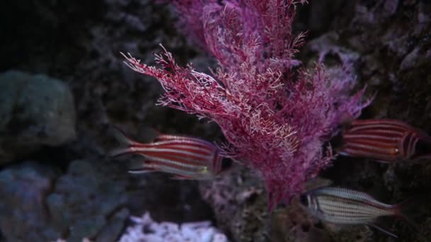 Primer Plano Imágenes Hermoso Acuario Con Peces Plantas Como Mundo — Vídeos de Stock