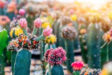Süsleme için kaktüs, şeker palmiye yaprağı, bahçede bitki ve ağaç.