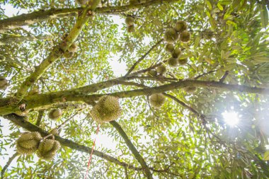 Çiftlikteki durian ağacı, Tayland Kral meyvesi