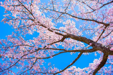 Japonya 'daki Sakura ağacı. Baharda bahçede çiçek açan kiraz çiçeği..