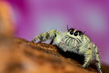 Platycryptus undatus zıplayan örümceği kapatın. böcek ve hayvanın makro fotoğrafı